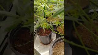 Fast buds 42 update week 2
