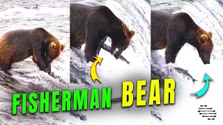 Brown Bear Trying to Catch Some Fish