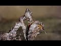 HIPPO ISLAND | Incredible Wildlife In Bissagos Islands | 4K