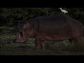 HIPPO ISLAND | Incredible Wildlife In Bissagos Islands | 4K