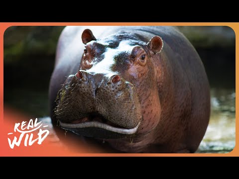 HIPPO ISLAND | Incredible Wildlife In Bissagos Islands | 4K documentary thumbnail