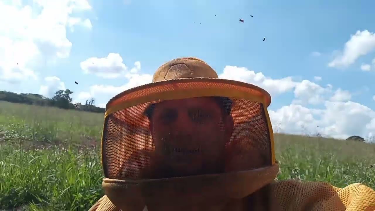 ALIMENTAÇÃO COM RAÇÃO SECA E  AÇUCAR VHP APIÁRIO 90 CXS