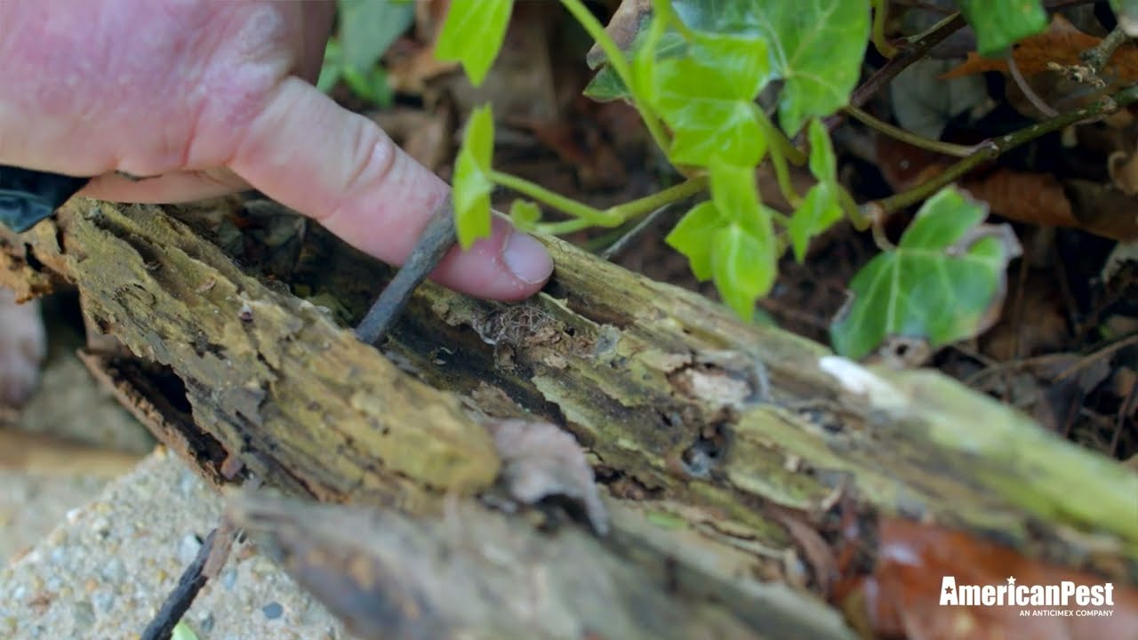 Protect Your Property with Our Leading Termite Control and Treatment Services