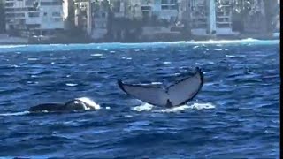 Waikiki Whale Watching on Oahu 5-Star Whales and You