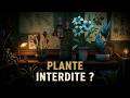 STRANGE HORTICULTURE : A la recherche de nouvelles plantes (partie 2)