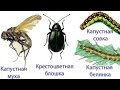 Бабочка капустница в природе и огороде