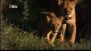 Дикая смертоносная Африка. Африканские хищники. Док фильм Nat Geo Wild HD.