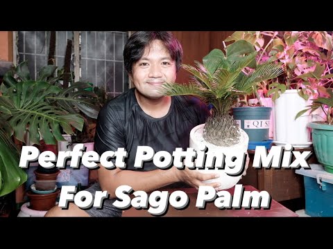 Video: Outdoor Sago Palm Plants - Paano Alagaan ang Sago Palm sa Labas