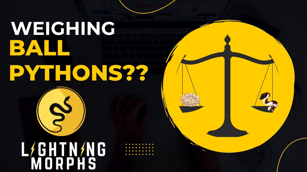 Should YOU Weigh Your Ball Pythons???