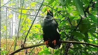 Suara asli JALAK KEBO di alam liar, pancingan JALAK KEBO macet bunyi jadi cepat gacor 