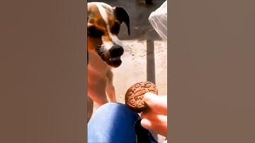 FUNNIEST Pet Fails! 2023 | Best Compilation 2023 #pets #animals