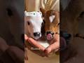 प्यारी सी दो जुड़वा छोटी सी गौ माता🙏😔❤️#gomata #cow #pets #animal #love #babyanimals #shortvideo