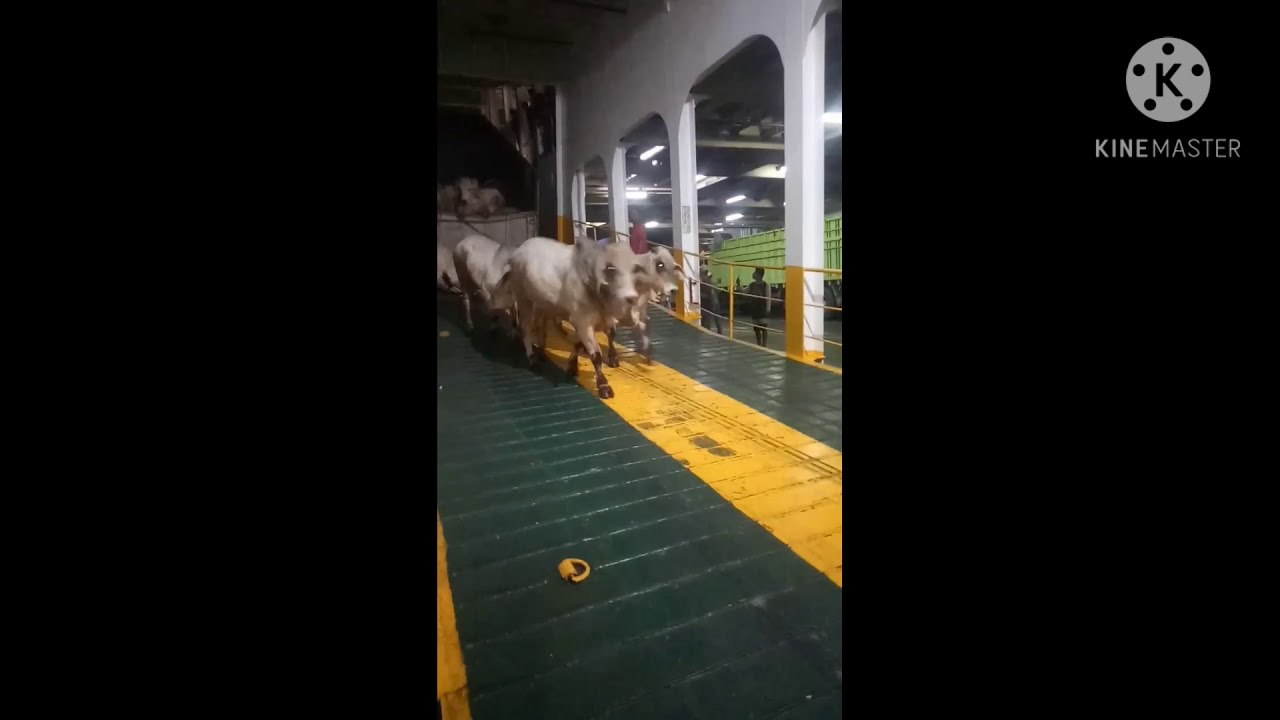Sapi Lepas Di Kapal Merak Bakauheni