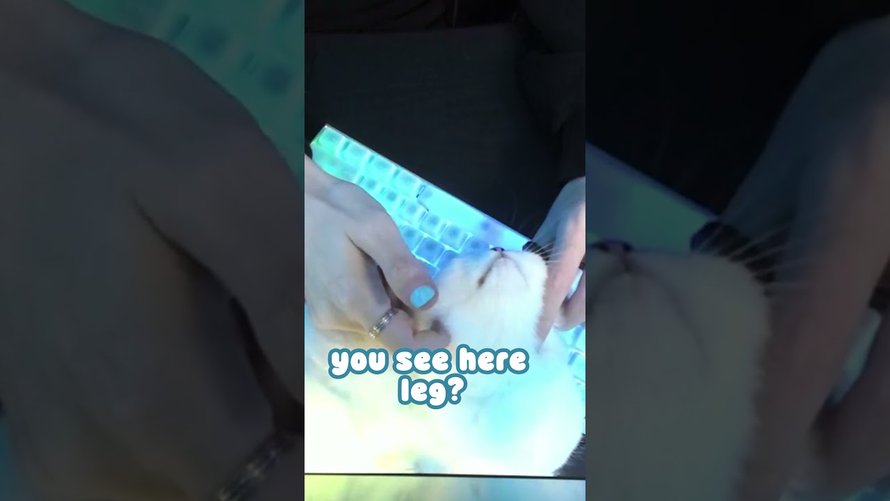 Senz' New KITTEN Is So CUTE! #vtuber #vtuberclips #cute