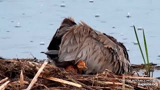 Mississippi River Flyway : Sandhill Crane and 2 Colts (explore.org 05 19 2022)