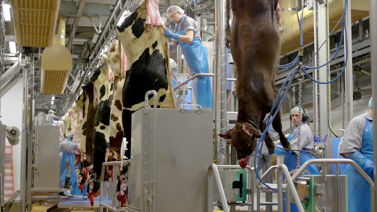 Incredible Modern Beef and Pork Processing Factory & Amazing Machines ...