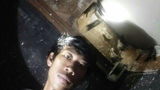Ternak walet airoswif