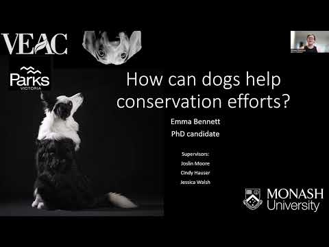 How can dogs help conservation efforts - video from Elmoby