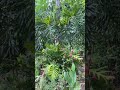 Cómo vivir en Camp árboles verle