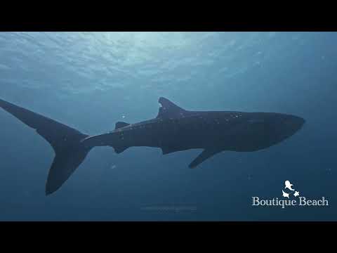 14.01.26 - WHALE SHARKS & MANTA RAYS. - Dives at Huveli Beyru & Rangali Manta Point - Maldives.