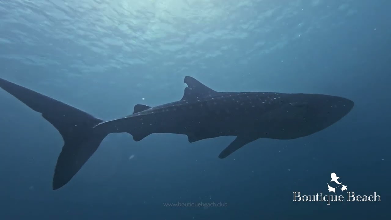 14.01.26 - WHALE SHARKS & MANTA RAYS. - Dives at Huveli Beyru & Rangali Manta Point - Maldives.