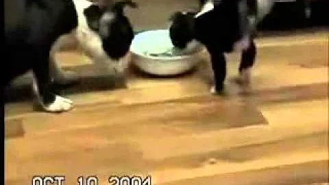 Sir Isaac Newton vs Bill Nye  Epic Rap Battles of History Season 3