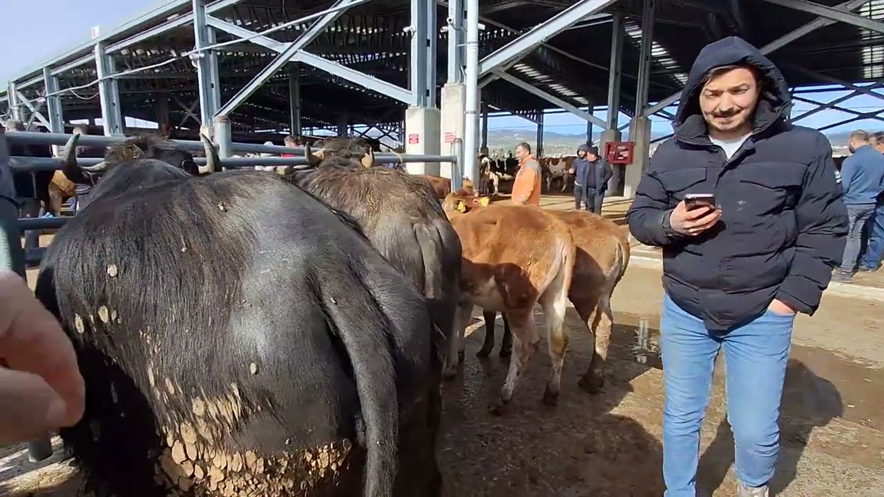 ÇORUM HAYVAN PAZARI BÜYÜKBAŞ 14 NİSAN ÇEKİMİ 3.BÖLÜM 17 NİSAN 2025