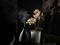 Jasmine a fragrance wonder, Discover Jasmine 🌿 | Benefits &amp; Uses.