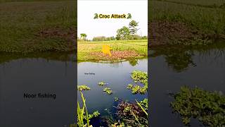 frog ko pakdne aaya croc🐊... #village #viral #noor #fishing #shorts