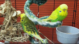 7 hours of budgie sounds with background noise for relaxation