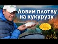 Специальная кукуруза для ловли плотвы.Рыбалка на фидер в холодное время года.