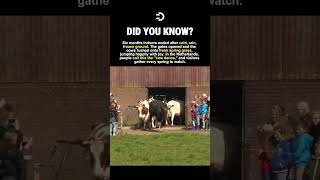 The Happiest Cows in the World 🐄💚 #history #facts