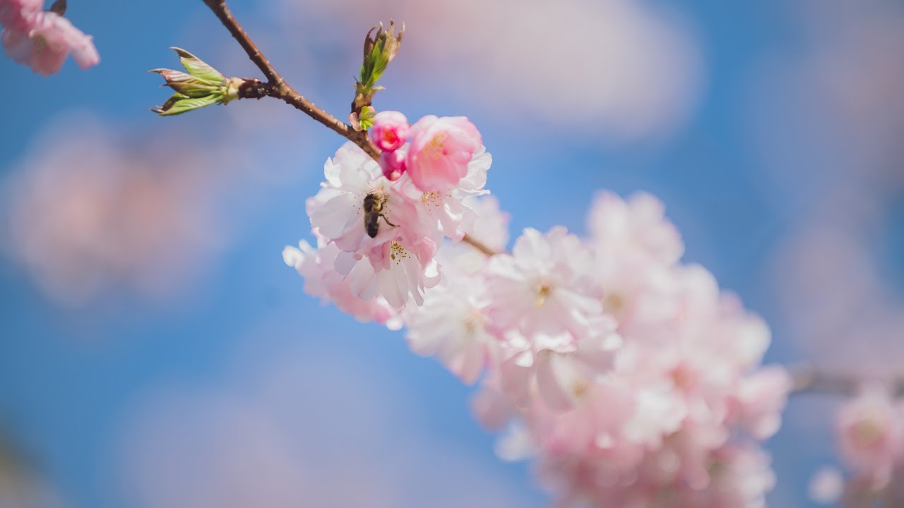 [4K] London Spring 🌸Cherry Blossoms Walk in Kew Garden | Royal Botanic Gardens, Kew