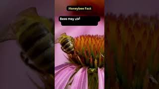 How Many Flowers in One Day? 🐝🌼 #honeybee #beekeeping
