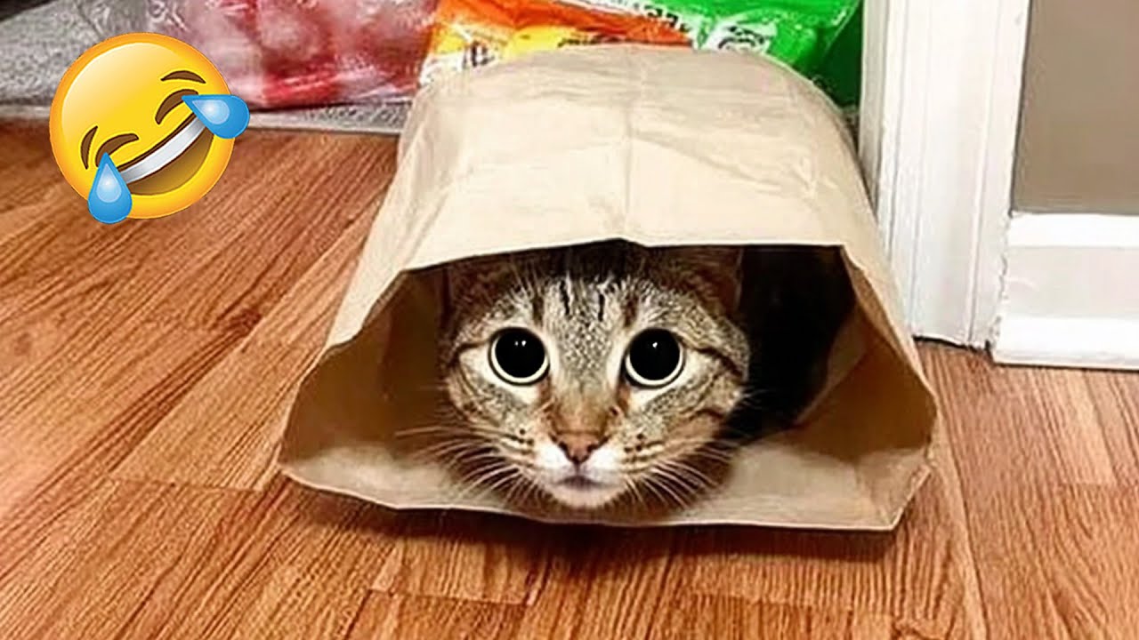 Katzen Und Hunde In Der Besten Compilation 🐾 | Versuch Nicht Zu Lachen