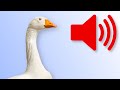 Ref:VPF7kKLFzik Bruit de [ l'oie ]  