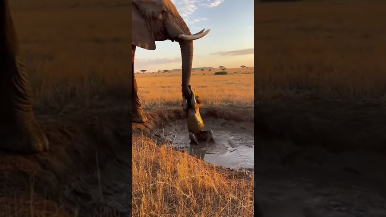 Elephant Rescues Lion Stuck in the Mud | AI Wildlife Rescue Scene 