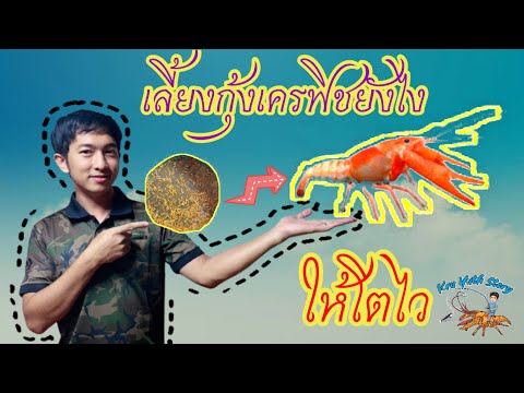 เลี้ยงกุ้งเครฟิชยังไงให้โตไว