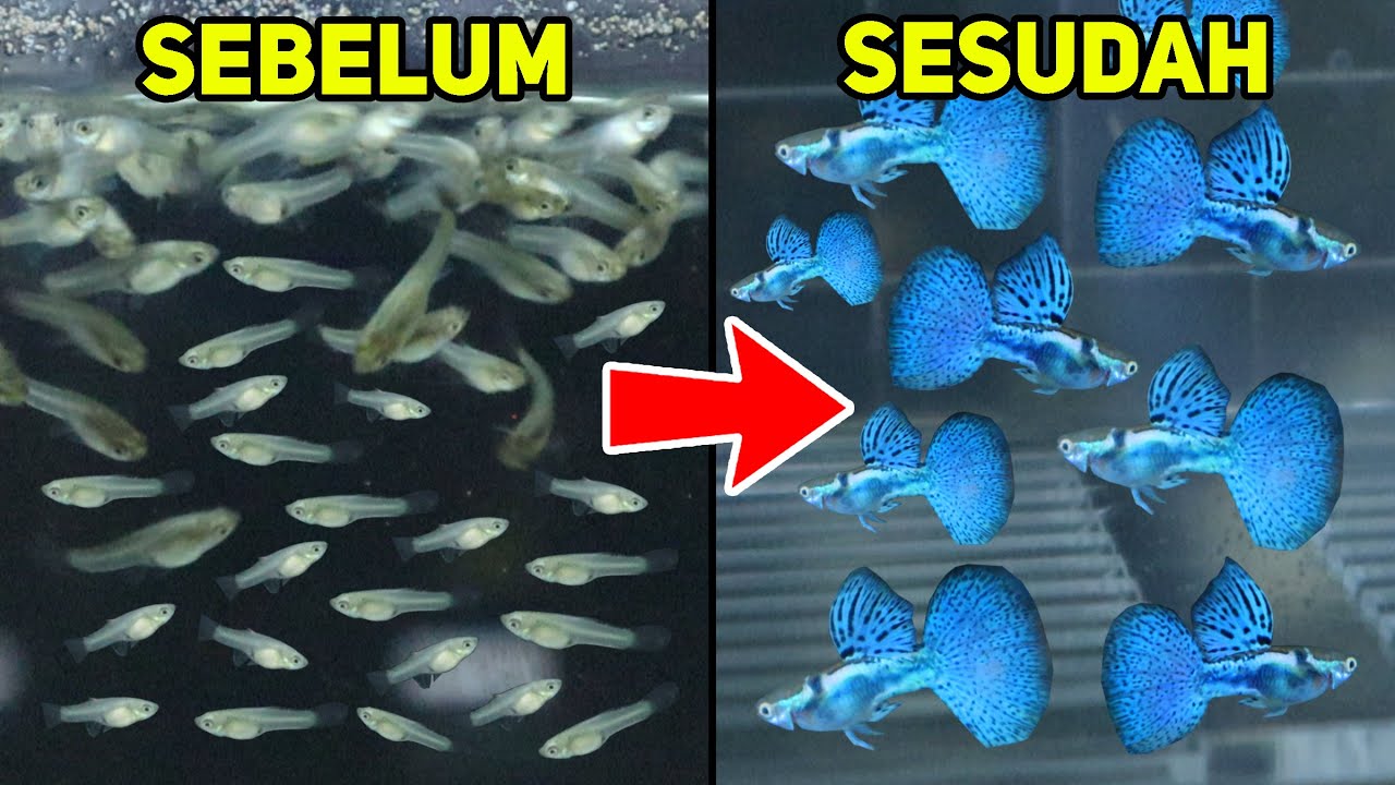 5 Cara Mempercepat Pertumbuhan Ikan Guppy !!!