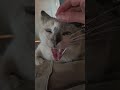 El bostezo más tierno del mundo🗣️ #gatos #humor