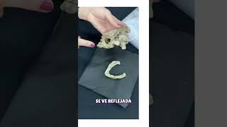 ¡Descubren NUEVA tortuga FÓSIL en Argentina! 🤯 #shorts