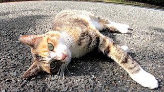 道路に寝転んでいる野良猫を見つけたので近づくとゴロンゴロンとモフってアピールをしてきてカワイイ