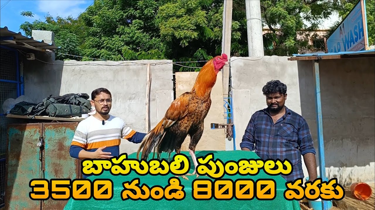 బాహుబలి పుంజులు @S K N Vlogs 
