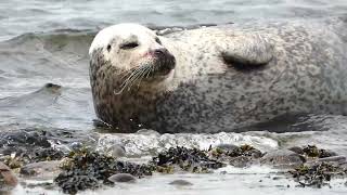 Moray coast seals - May 2026