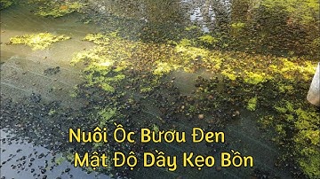Nuôi Ốc Bươu Đen Trên Bể Lót Bạc