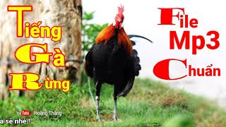 Tiếng Gà Rừng Gáy Mp3 | Hoàng Thắng