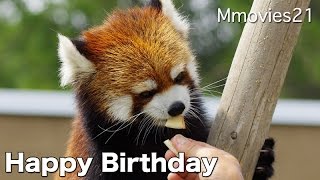 Red Pandaレッサーパンダのキン 3歳の誕生日