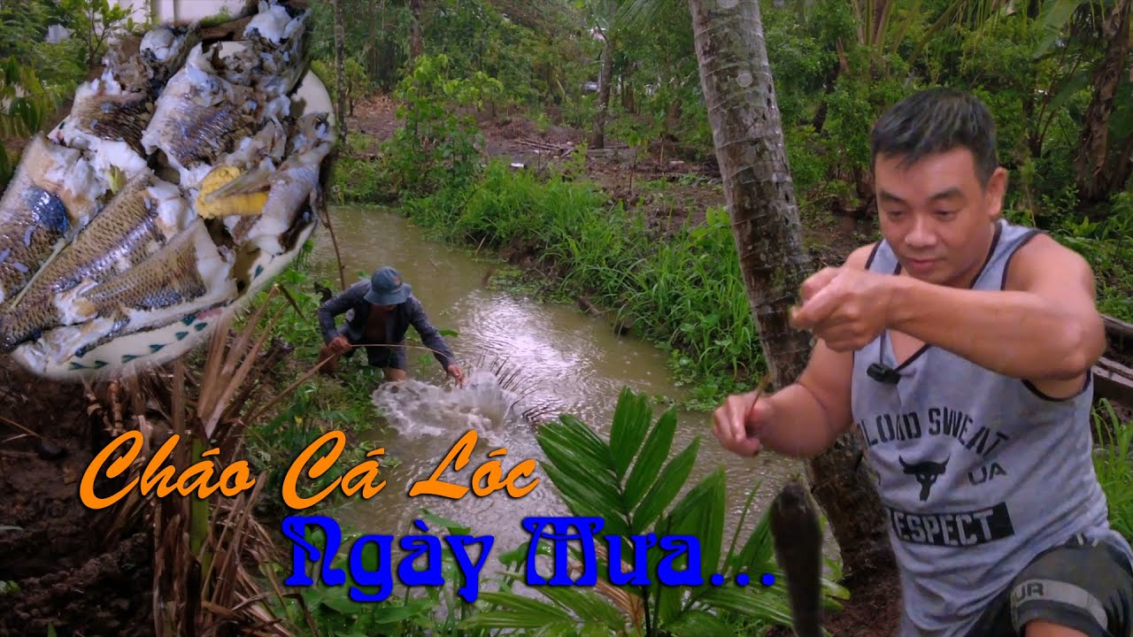 Cháo Cá Lóc Đồng