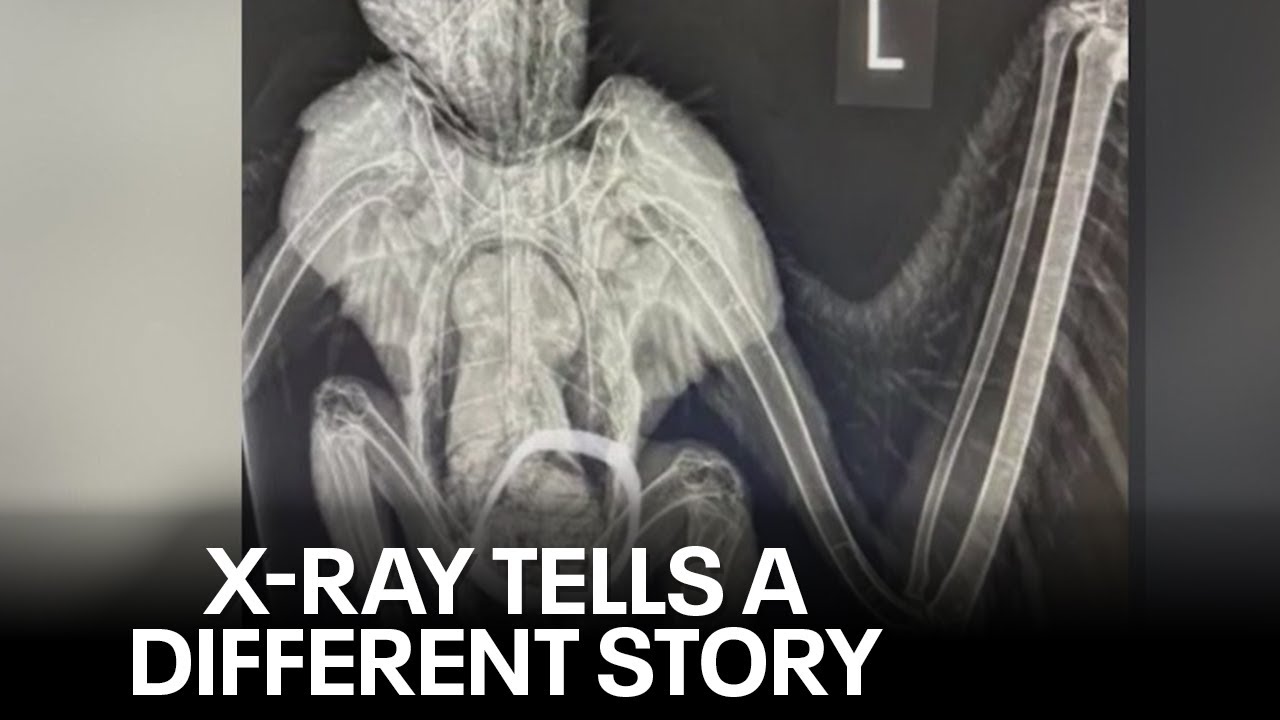 Too fat to fly? Eagle thought to be hurt is OK