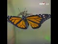 [기묘한 대자연] 모충이 껍질을 뚫고 나와 나비가 되는 과정을 본적이 있나요? | CCTV 한국어방송